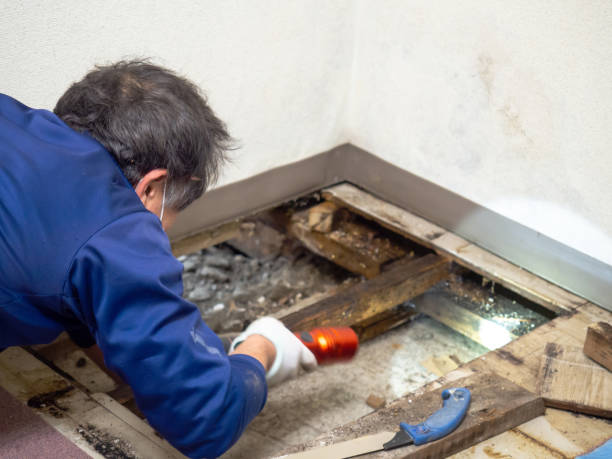 Best Emergency Mold Remediation in Tylertown, MS