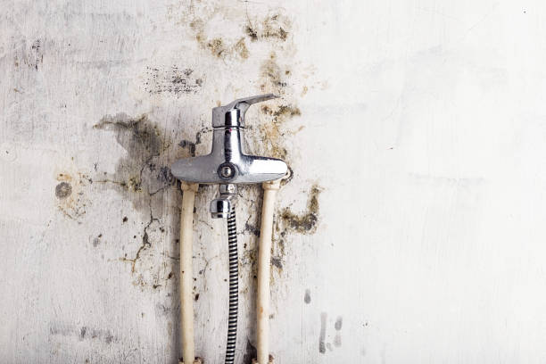 Best Health and Safety Mold Remediation in Tylertown, MS