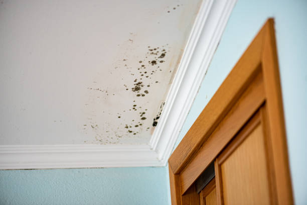 Best Basement Mold Remediation in Tylertown, MS