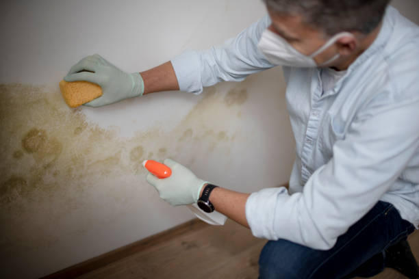 Best Attic Mold Remediation in Tylertown, MS
