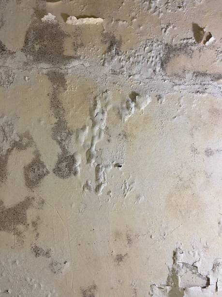 Best Mold Remediation for Specific Building Types in Tylertown, MS