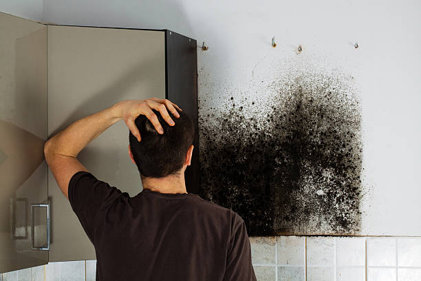 Best Kitchen Mold Remediation in Tylertown, MS