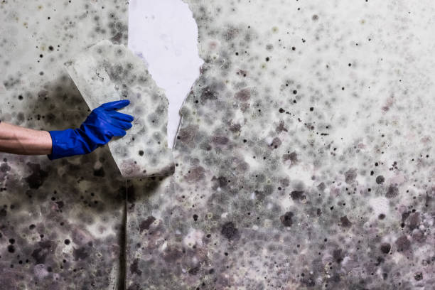 Best Health and Safety Mold Remediation in Tylertown, MS